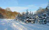 Snowy Pines